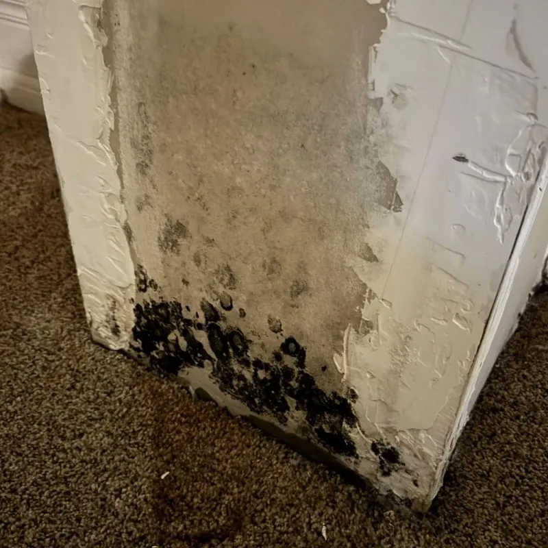 Professional Mold Removal in Pierre, SD